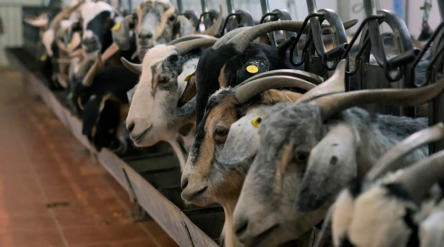 granja de queso majorero en Fuerteventura