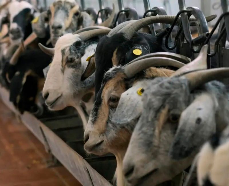 cabritas granja de queso majorero en Fuerteventura