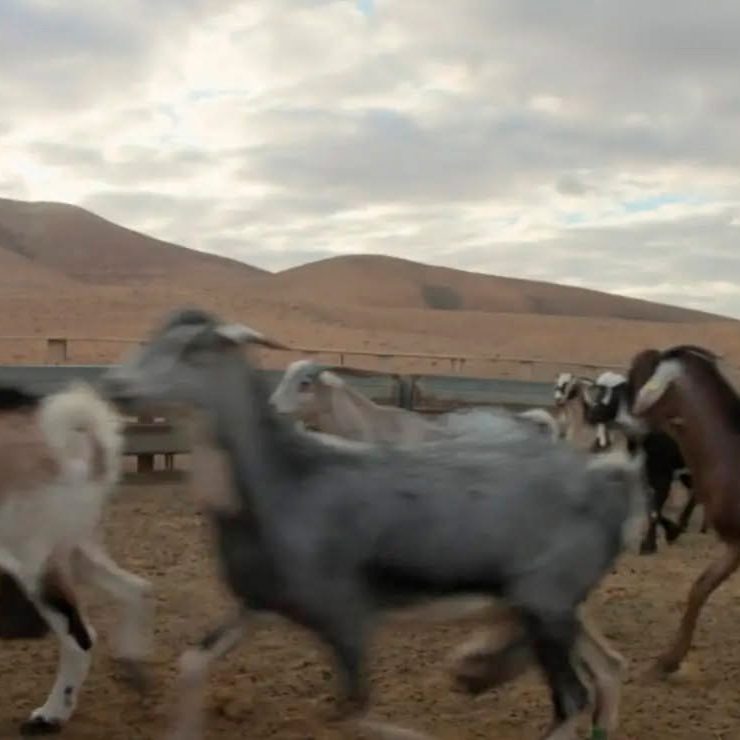 finca cabras majoreras en Fuerteventura